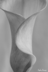 Sophie Bernier Photography Embrace