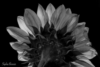 Sophie Bernier Photography Enchanting