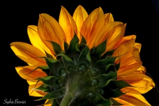 Sophie Bernier Photography Tournesol
