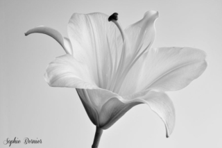 Sophie Bernier Photography