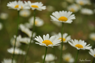 Sophie Bernier Photography Daisy