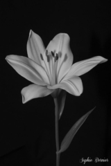 Sophie Bernier Photography