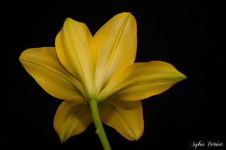 Sophie Bernier Photography