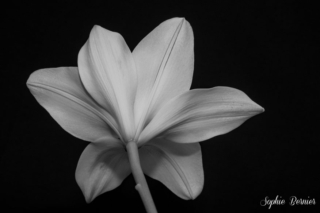 Sophie Bernier Photography