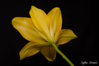 Sophie Bernier Photography