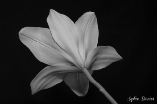 Sophie Bernier Photography